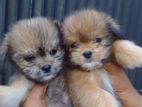 Shis Tzu Puppies