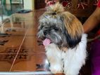 Shih Tzu for Crossing