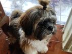 Shish Tzu Crossings
