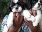 Shish Tzu Puppy