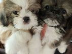 Shishtzu Puppies