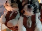 Shish Tzu Puppies