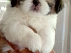 Shitzu Puppies
