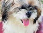 shishzu female dog