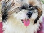 Shishzu Female Dog