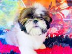 Shih Tzu Female Puppy