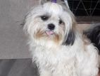 Shihthzu Puppies