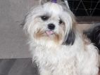 Shih Tzu Puppies