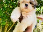 shishzu male puppy