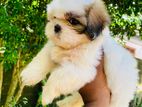 Shih Tzu Male Puppies