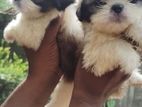 Shishzu Male Puppy