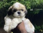 Shih Tzu Male Puppy