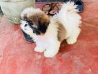 Shitzu Puppy
