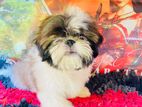 Shih Tzu Puppy