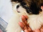 Shith Zu Puppy Male
