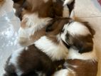 Shih Tzu Puppy