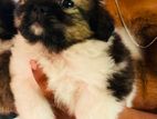 Shih Tzu Puppy