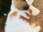 shishzu puppy