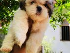 shishzu puppy