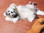 Shih Tzu Puppies