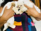 Shih Tzu Puppy