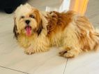 shishzu puppy