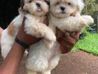 Shih Tzu Puppies