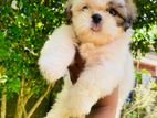shishzu puppyy