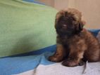 Shih Tzu Puppy