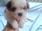 Shih Tzu Puppies