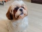 ShihTsu Puppy for Kind Home