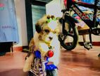 Shit Tzu Puppies