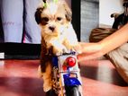 Shit Tzu Puppies