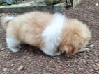Shih Tzu Puppy