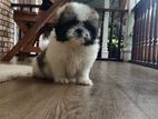 Shih Tzu Male Puppy