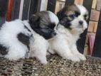 Shit Tzu Puppies