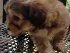 Shihtzu Puppy