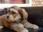 Shihtzu Puppies