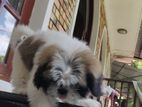 Shit Tzu Puppy
