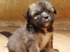 Shit Tzu Terrier Mix Puppies