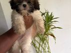 Shih Tzu Puppy