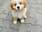 Shih Tzu Puppy