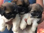 Shih Tzu Puppies