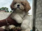 Shih Tzu Puppy