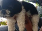 Shi Tzu Puppy