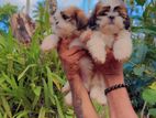 Shitzu Puppies