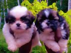 Shih Tzu Puppies