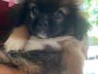 Shit Zu Puppy