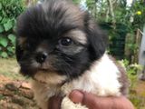 Shih Tzu Puppy