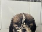 Shih Tzu Puppy
